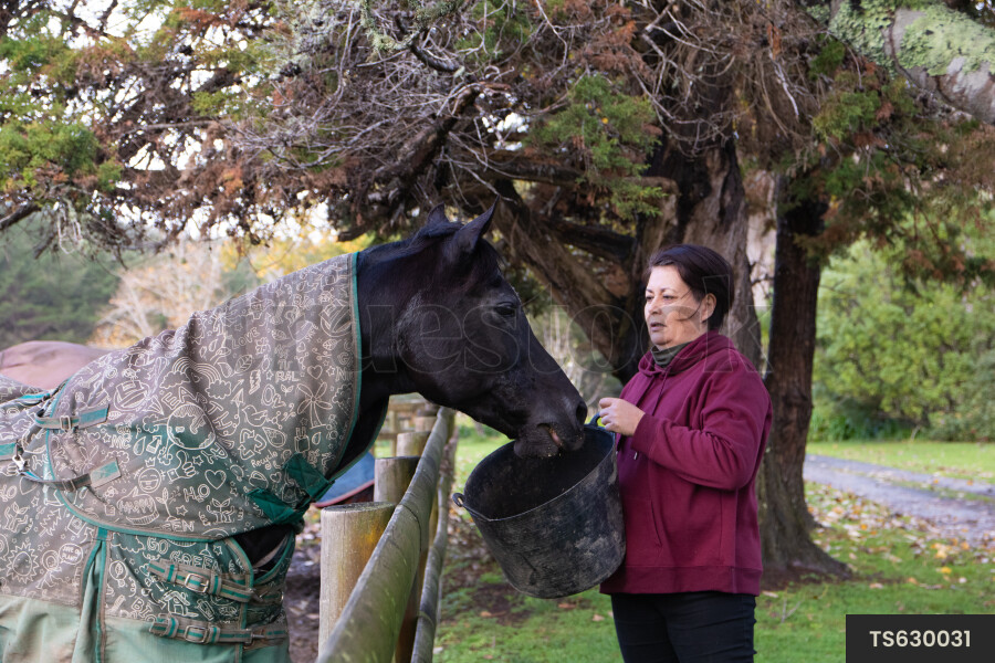 Horse Being Fed