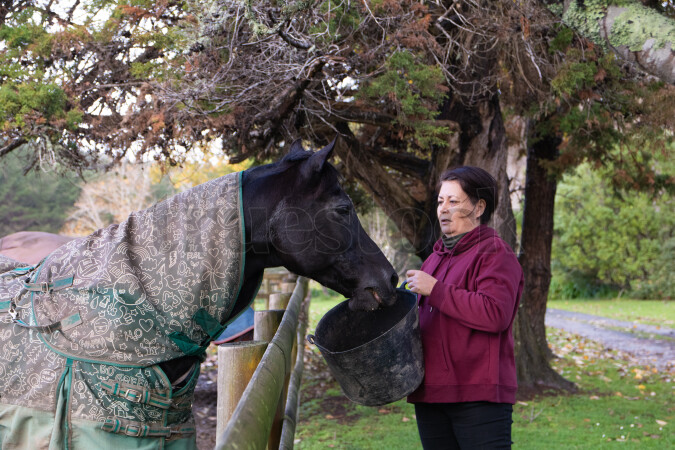 Horse Being Fed