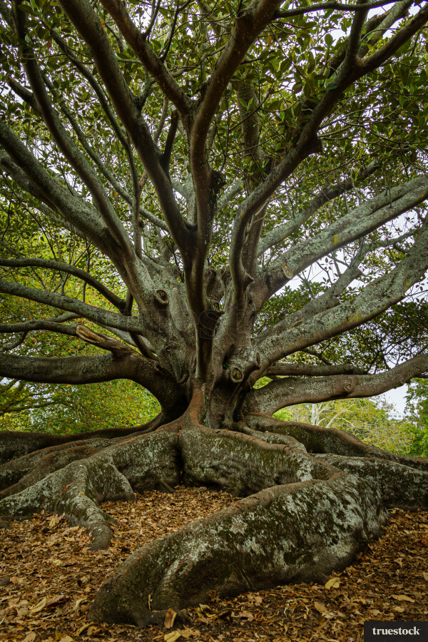 Old tree with branches