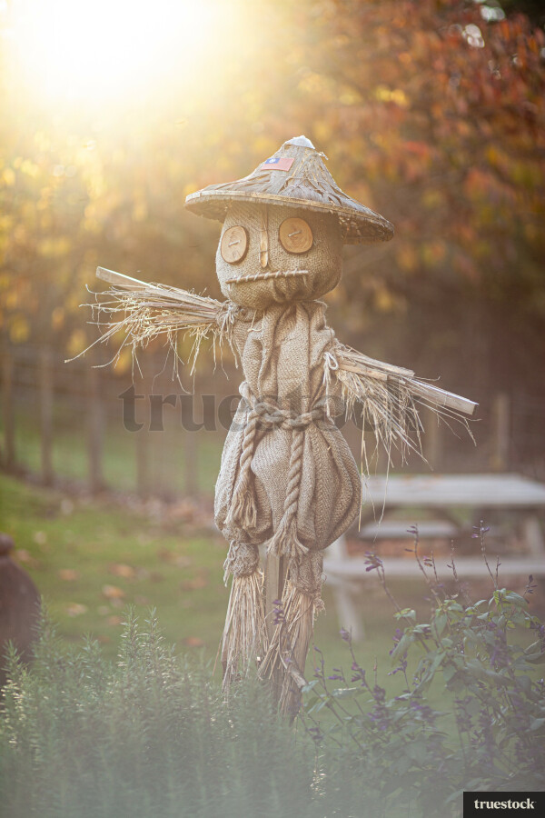 Scarecrow in a field