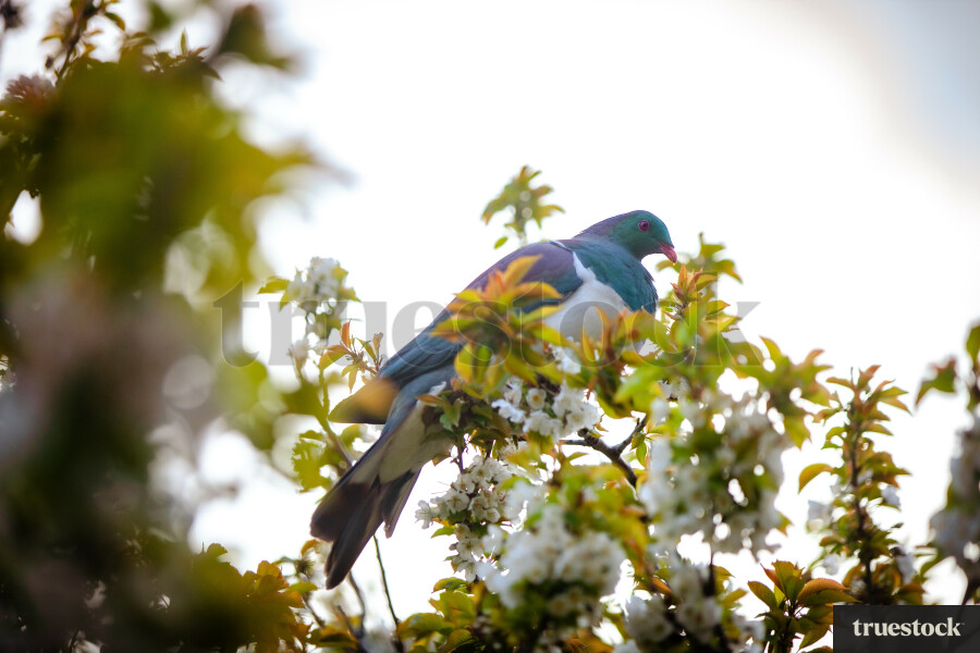 Kereru / Wood Pigeon
