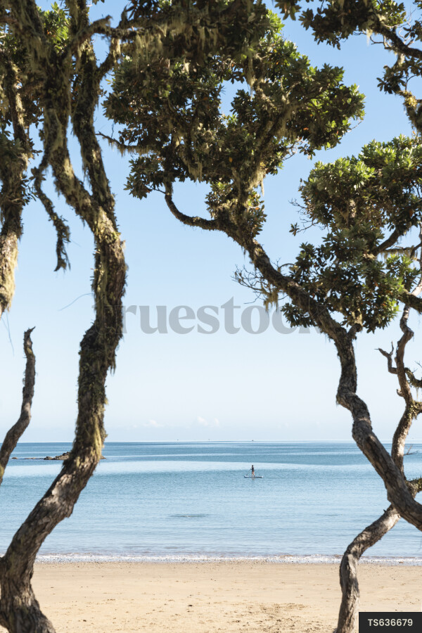 Trees by beach