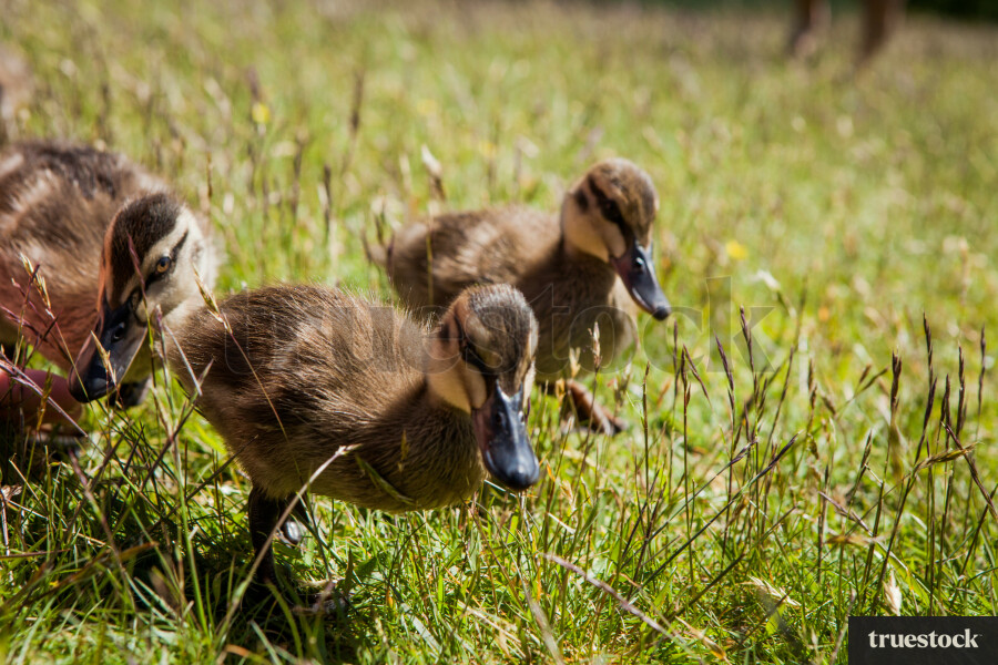 Ducklings in a field