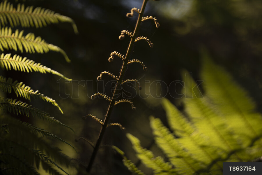 Fern frond in forest