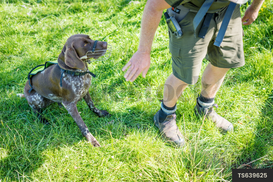 Pest Tracking Dog on Tiritiri Matangi Island