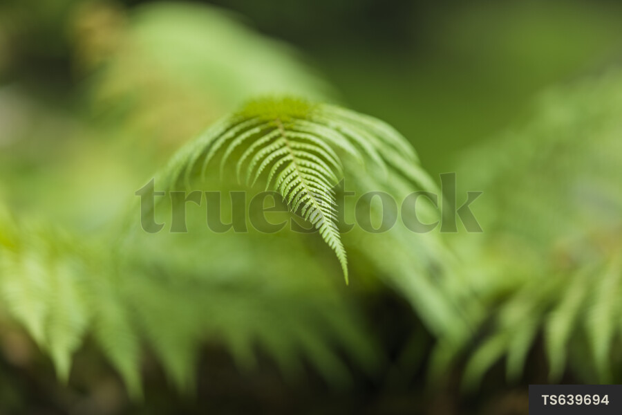 Fern in forest