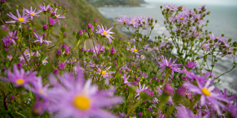 Coastal flowers on the hilltop