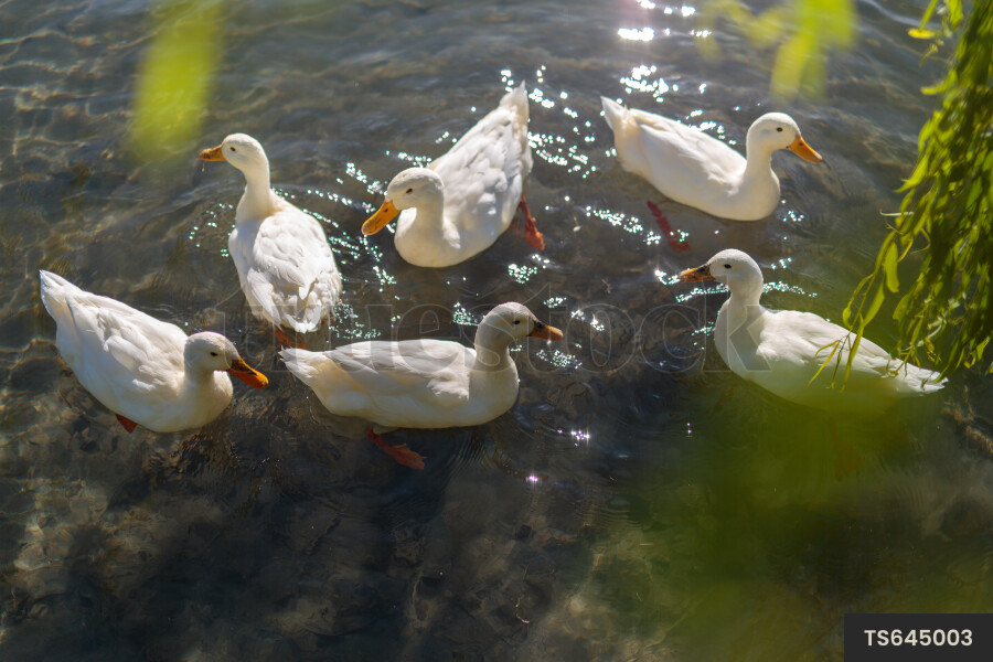 Small group of ducks swimming in lake