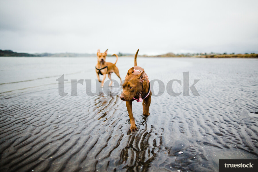 Dogs running on a beach