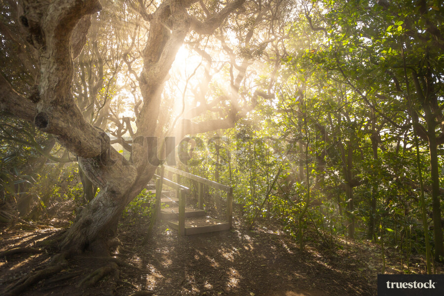 Forest Scenery in Auckland