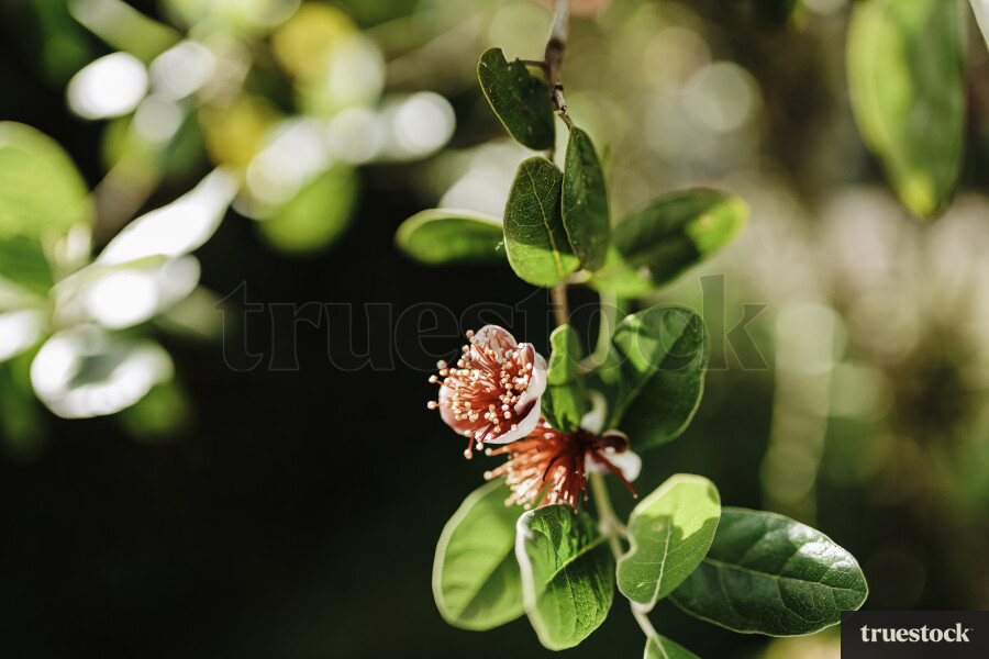 Feijoa Tree Flowering