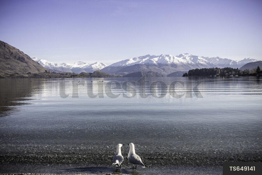 Seagulls by Lake Wanaka
