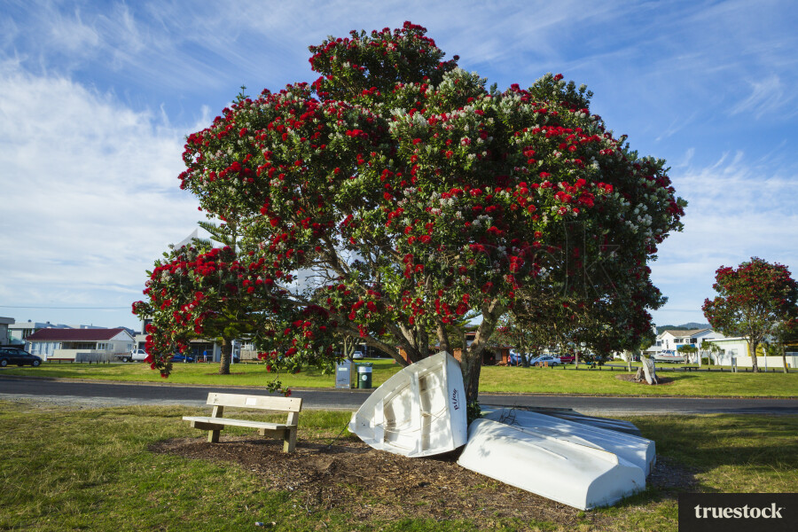 Boats Under Pohutukawa Tree