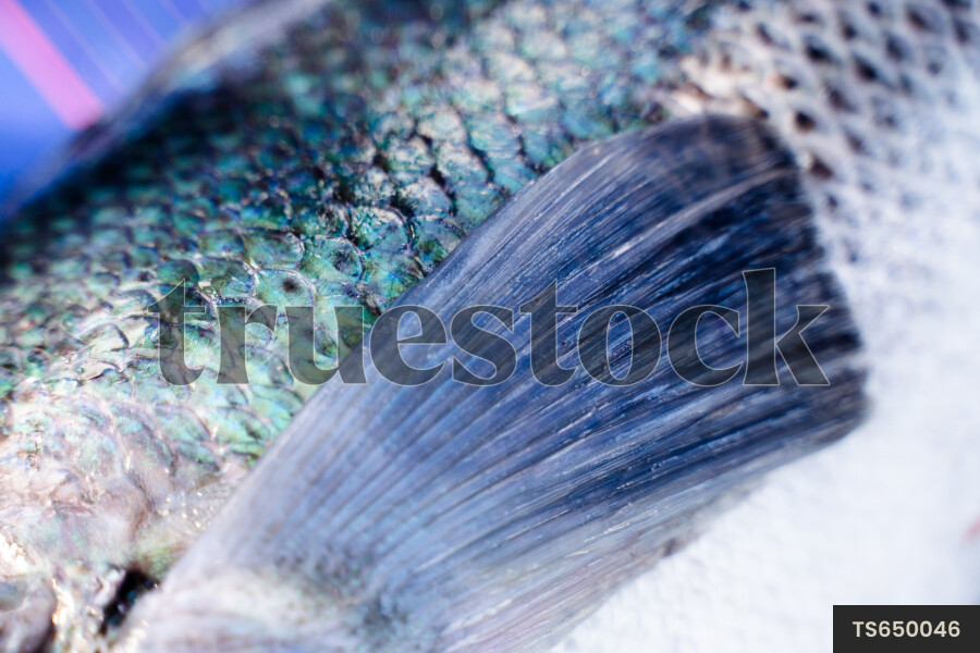 TS650046 Close up view of shimmering scales of fish by Oscar ...