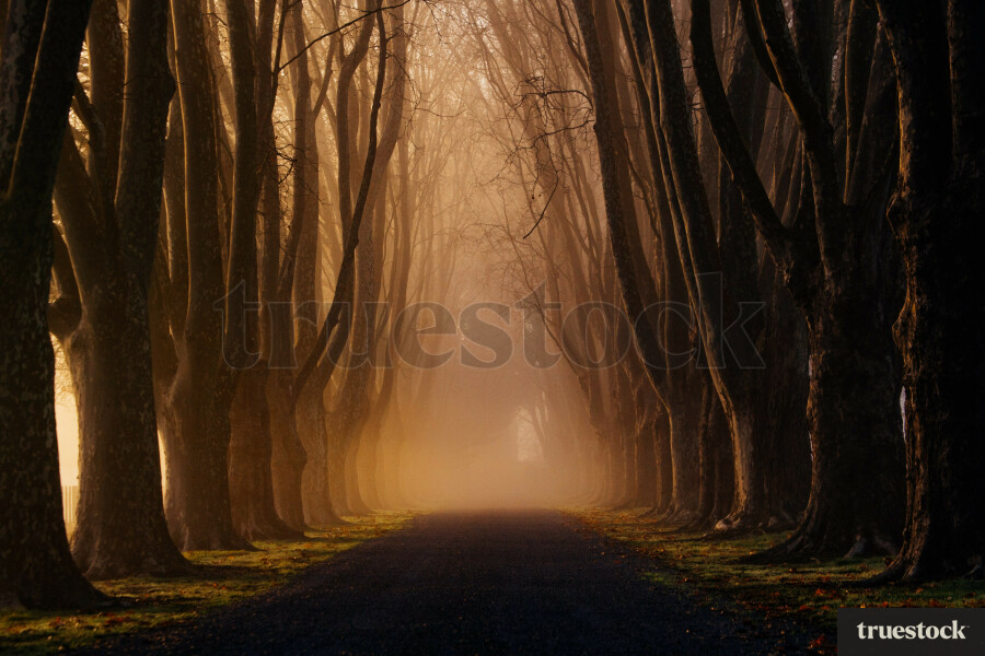 Foggy Morning Trees, Hawkes Bay