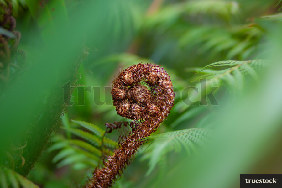 Silver fern
