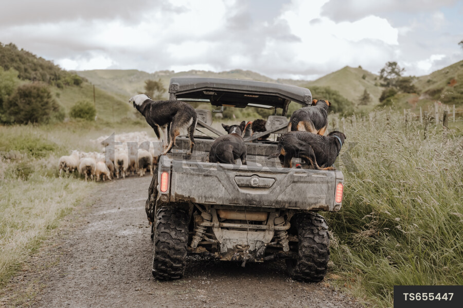 ATV with Dogs on Farm