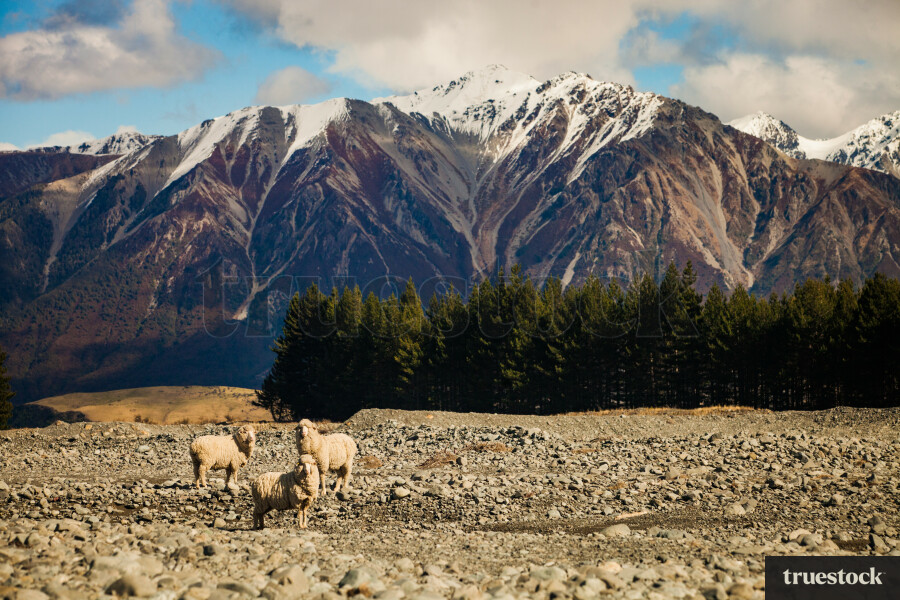 Free-roaming sheep at the mountain ranges