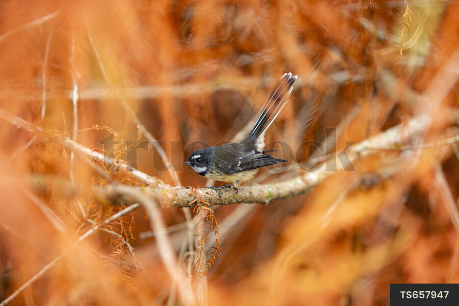 New Zealand fantail perching on tree