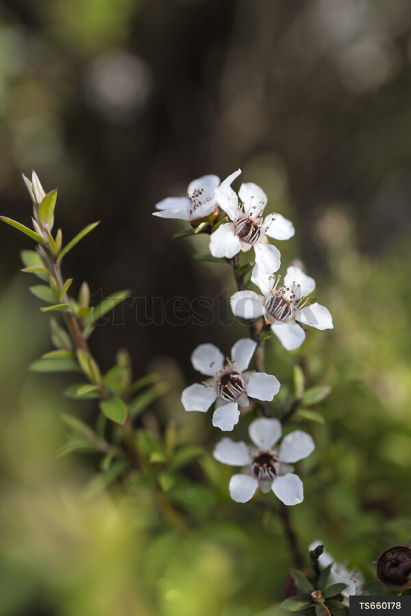 Manuka flowers on branch