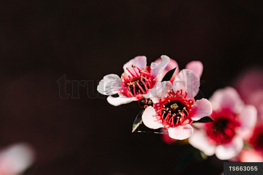 Manuka flowers on branch