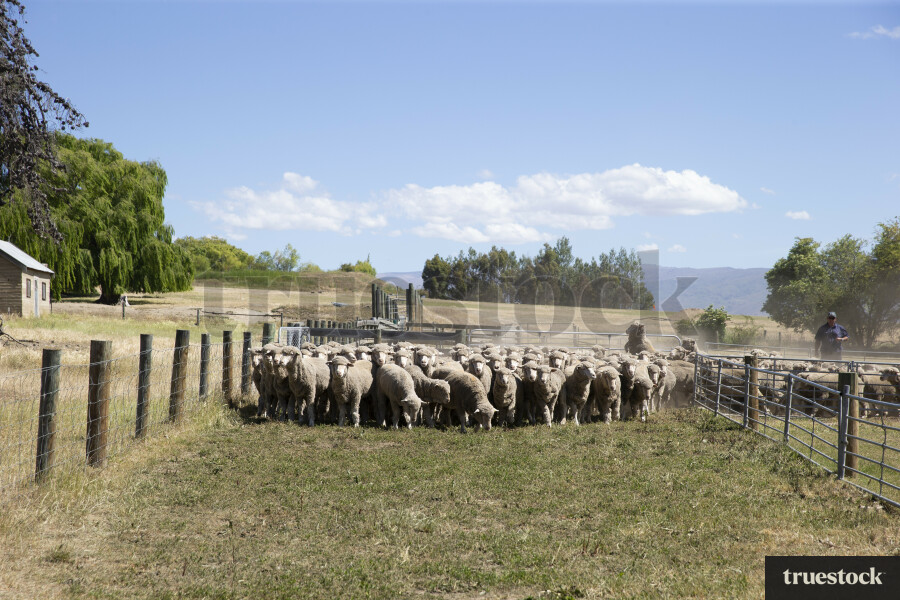 Merino Sheep Farm