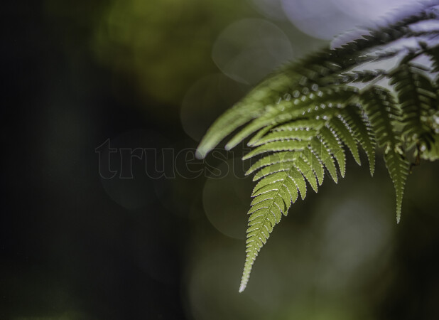 Close up of Fern