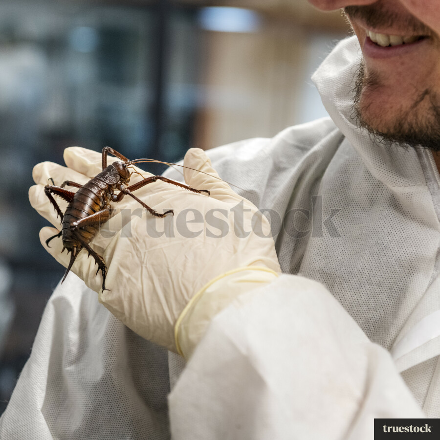Person Holding Giant Weta