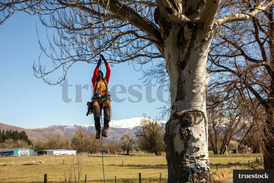 Worker Climbing Tree