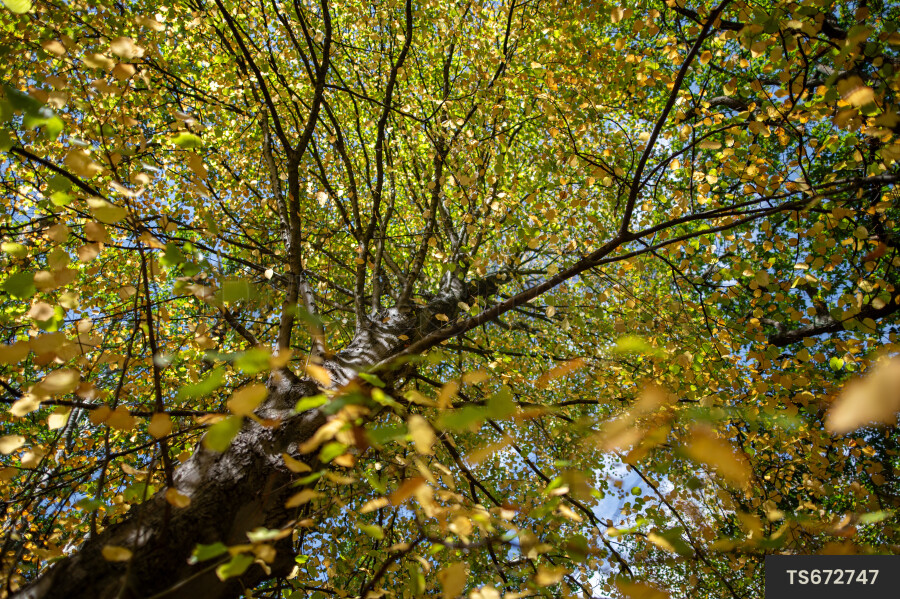Branches of trees in Hagley Park during autumn