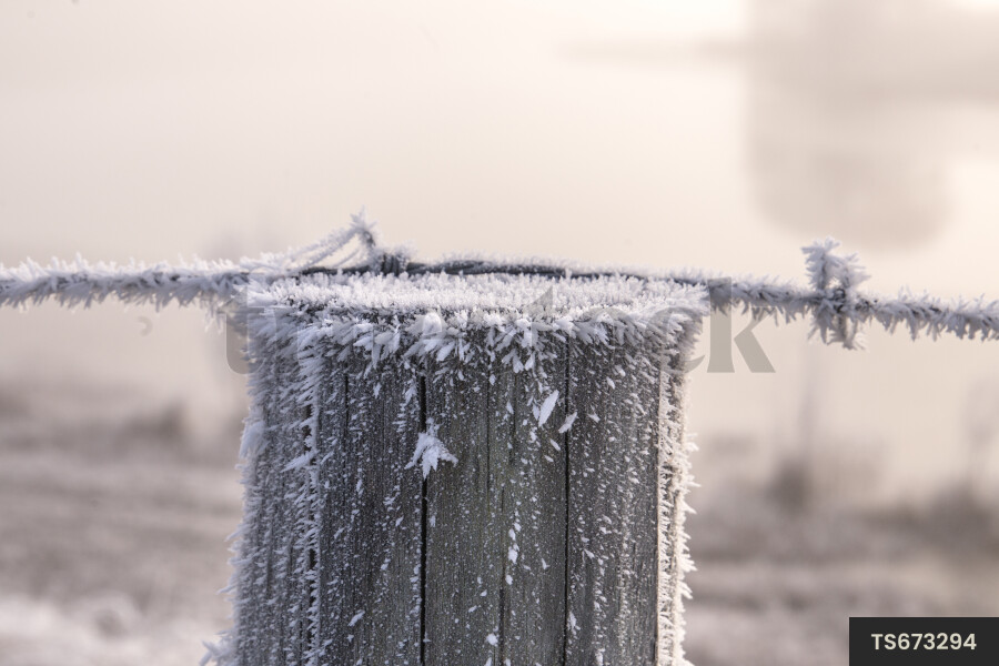 Close-up of frost on fence