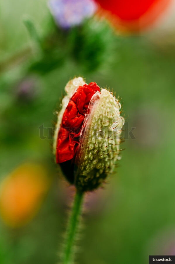 Flower bud