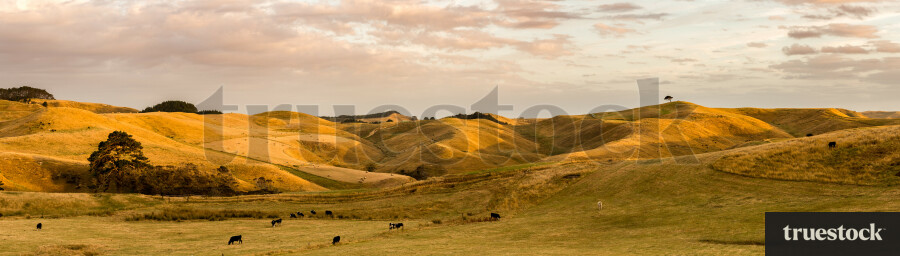 Panorama of cows grazing in the meadow in the countryside