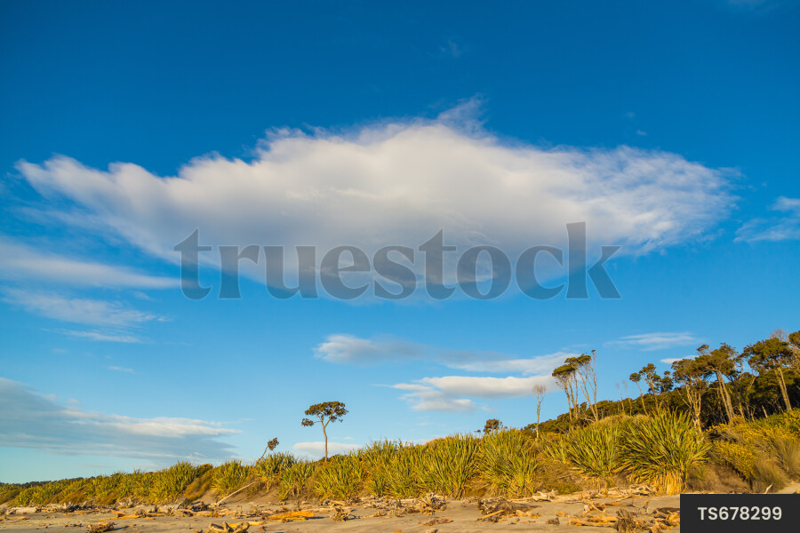 Trees and beach in Bruce Bay