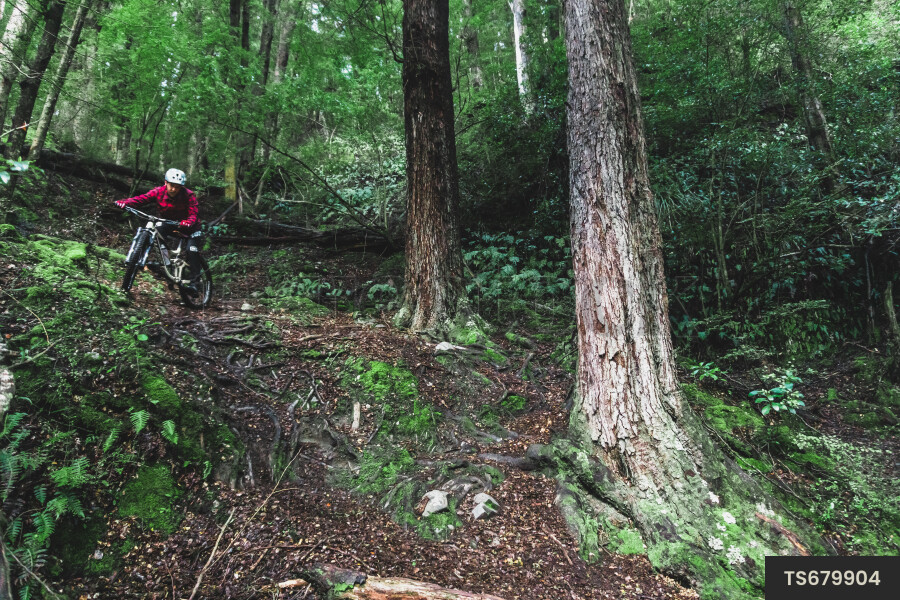 Man mountain biking through forest in South Island