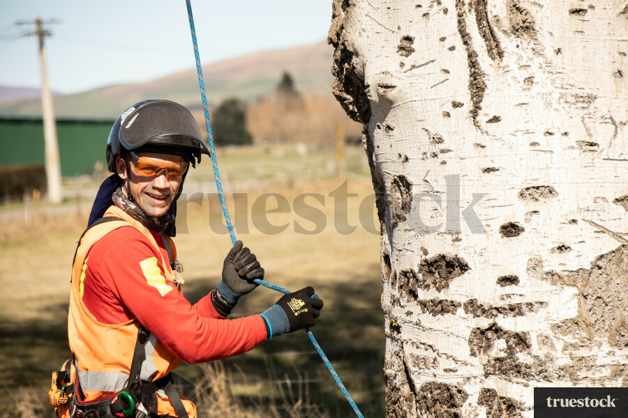 Worker Climbing Tree