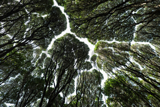 Forest trees displaying crown shyness