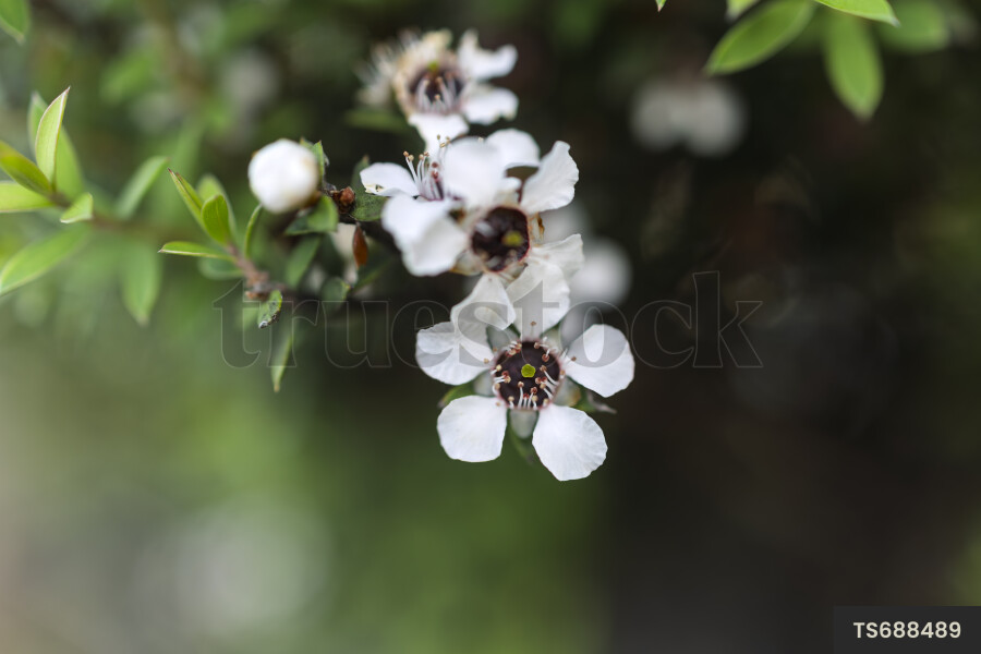 Manuka flowers on branch