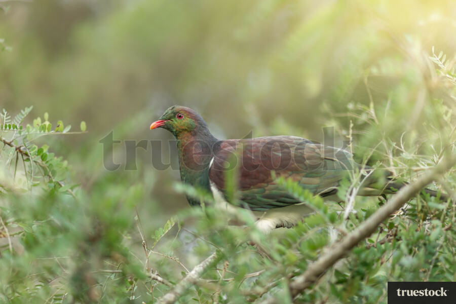 Kererū in Tree