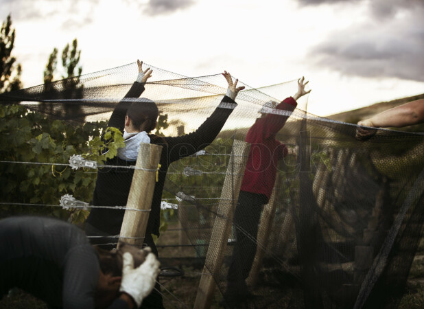 Netting over grapes