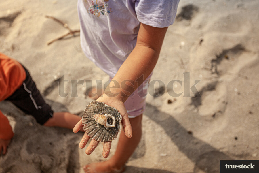 Children holding shells at the beach