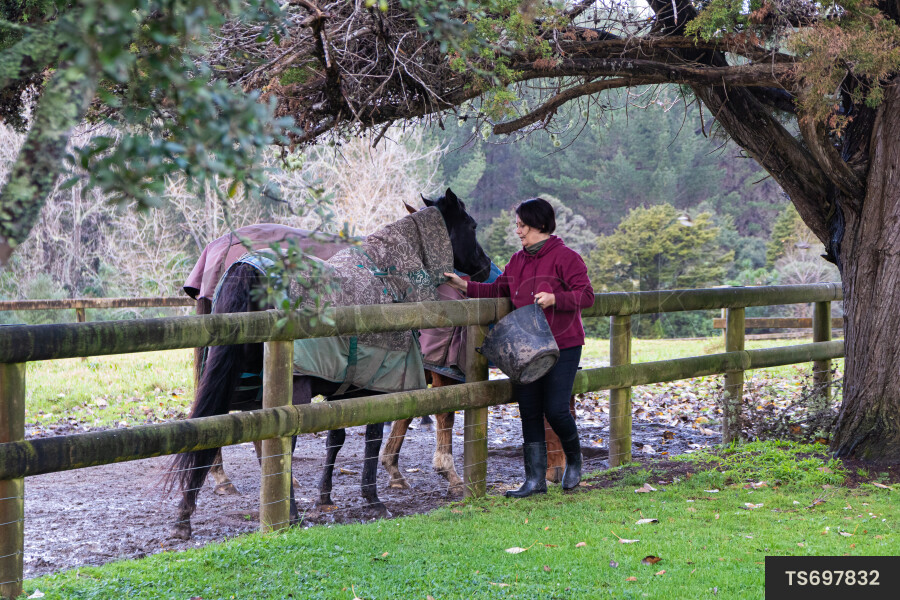 Horse Being Fed