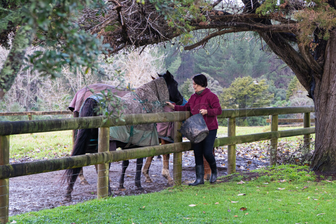Horse Being Fed