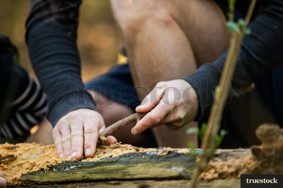 Huhu grub insect collecting in the forest