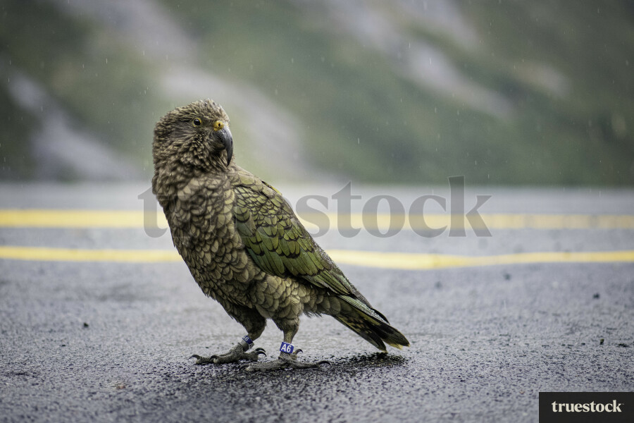 Kea in Milford Sound