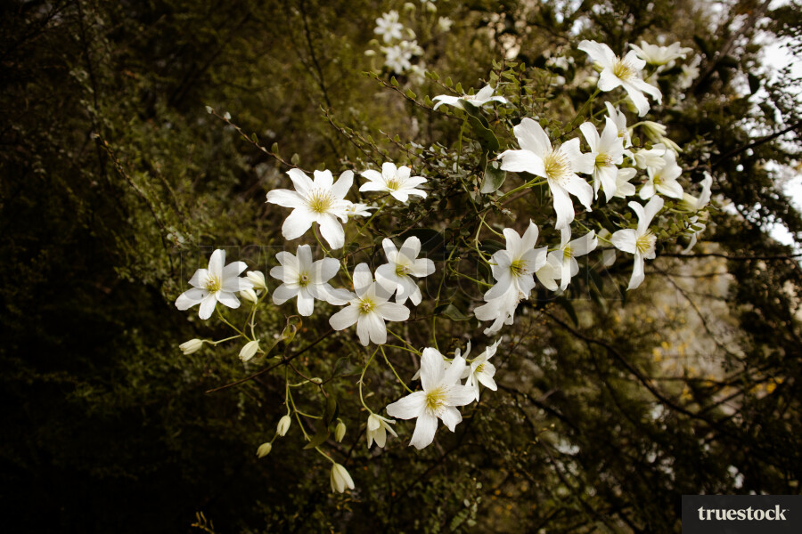 Clematis Flowers