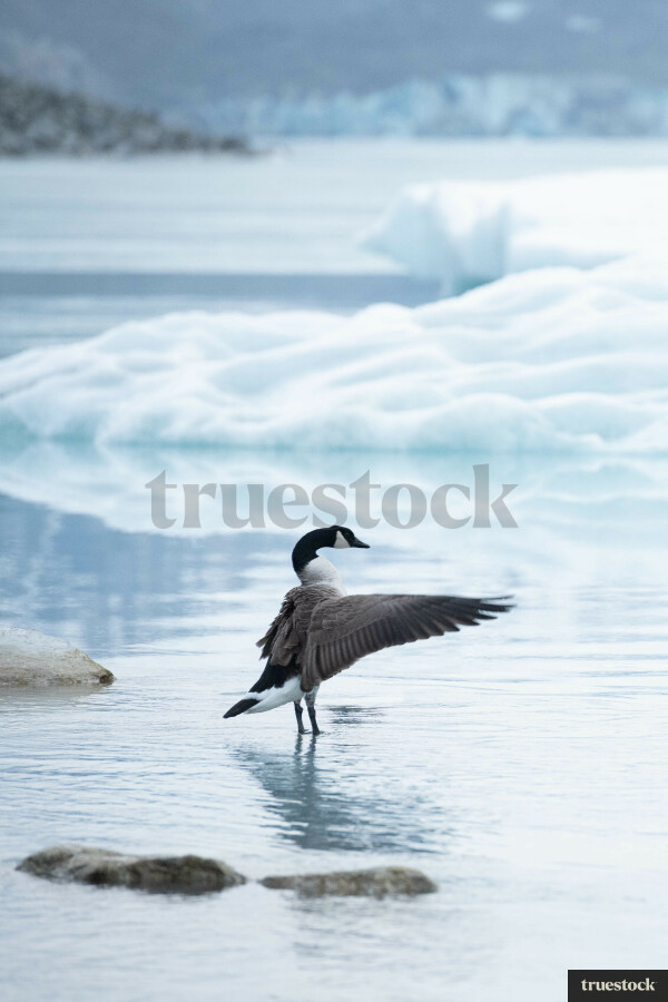 Canadian Geese on Lake Tasman