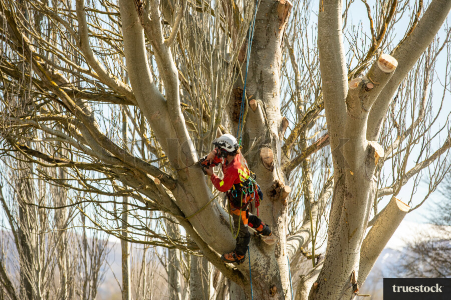 Worker Climbing Tree