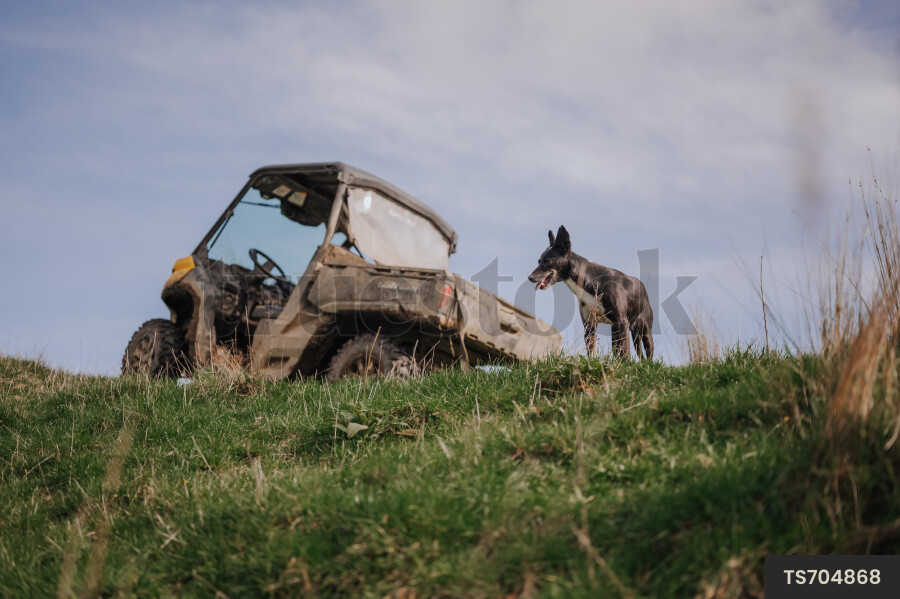 ATV with Dogs on Farm
