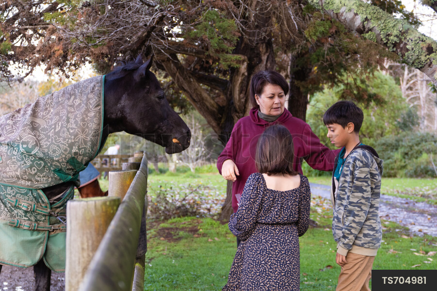 Horse Being Fed